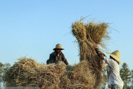 آغاز فرایند شناسه گذاری ۴ محصول مهم گیلان